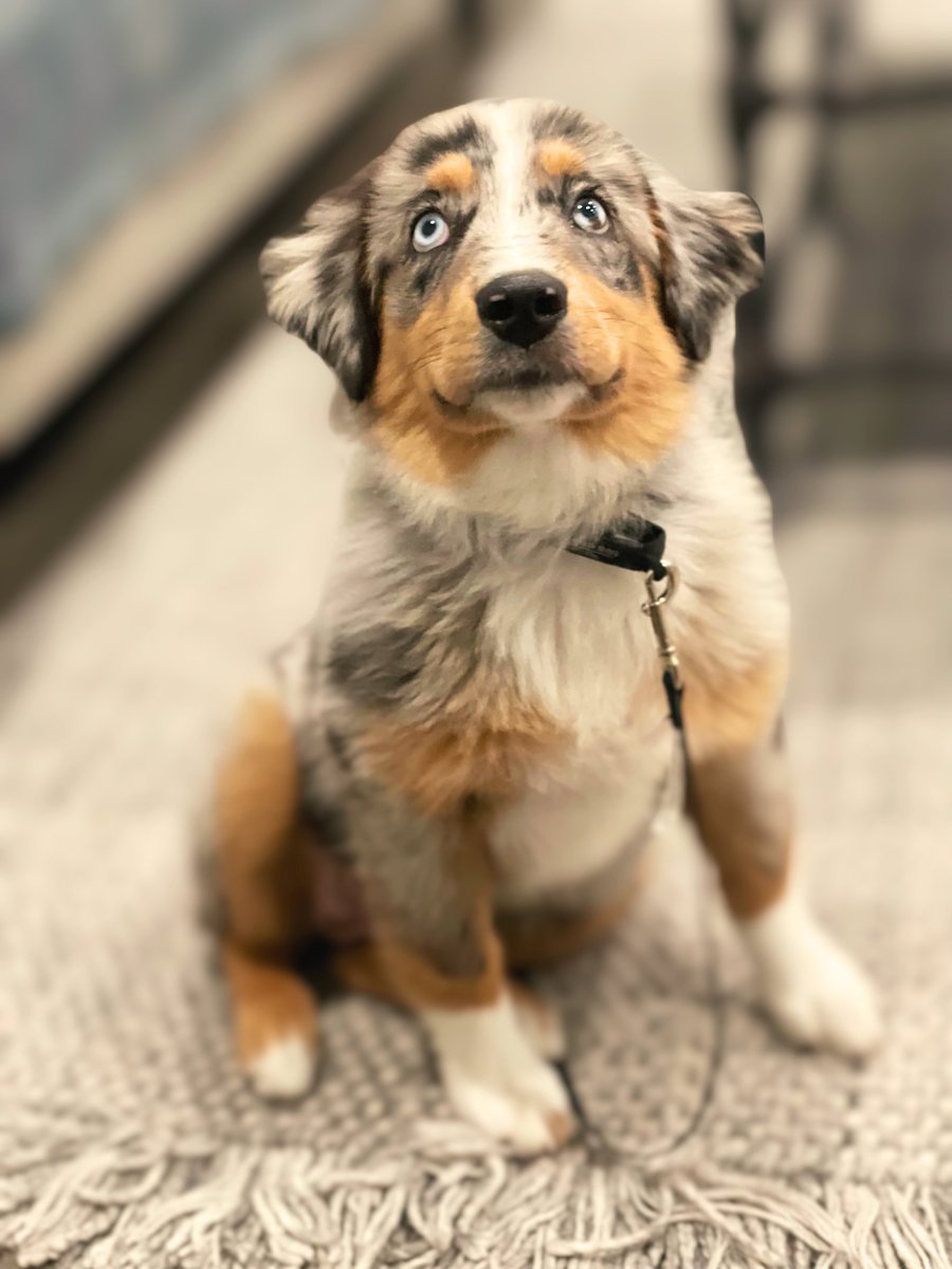 A young Australian shepherd sitting attentively indoors on leash, watching its owner