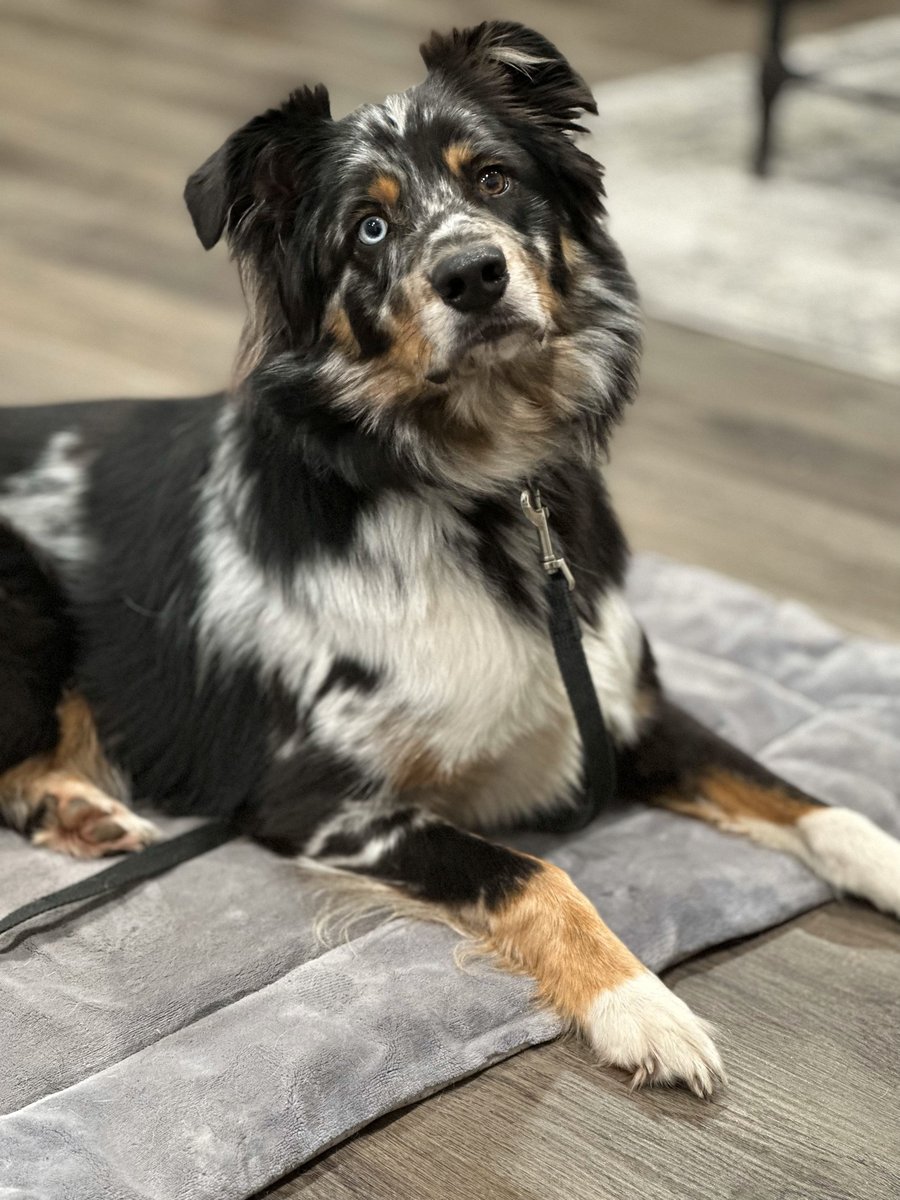 An Australian shepherd holding a calm, settled place command on its mat indoors